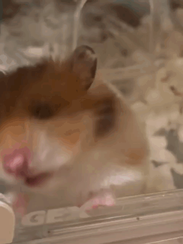 Hamster Lick GIF