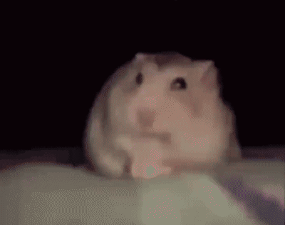Hamster Meme GIF