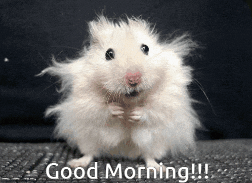 Hamster-morning Meme