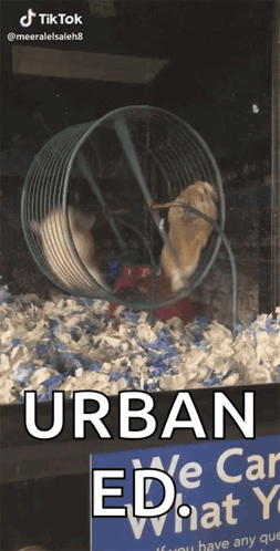 Hamster Playing GIF