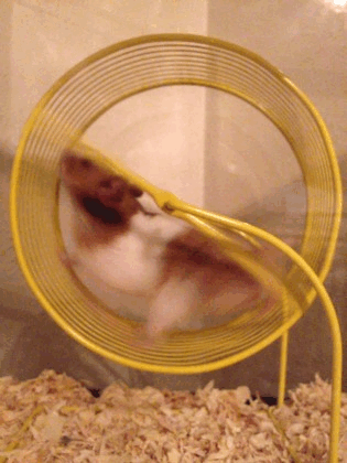 Hamster Run GIF
