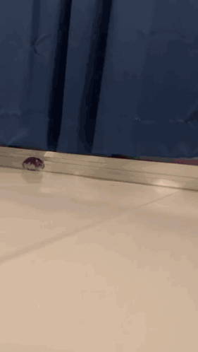 Hamster Running GIF