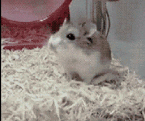 Hamster Spinning GIF