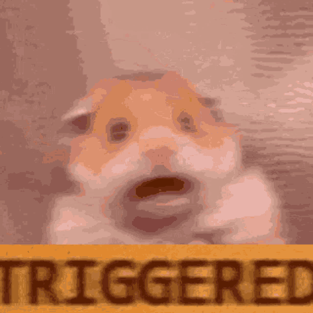 Hamster Triggered GIF