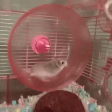 Hamster Wheel GIF