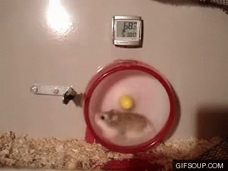 Hamster Wheel Fail GIF