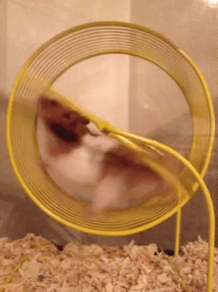 Hamster Wheel GIF