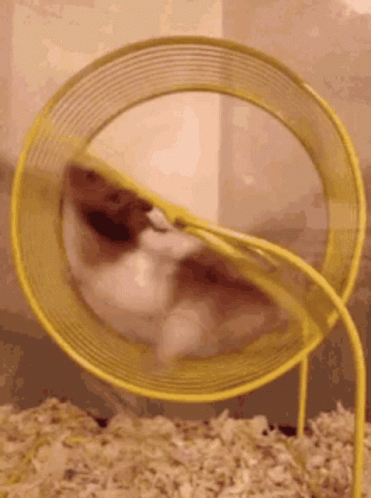 Hamster GIF