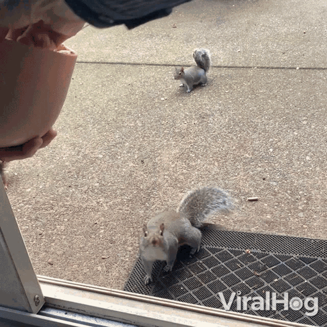 Hand Feeding A Squirrel Viralhog GIF