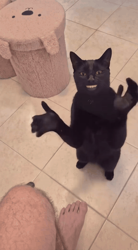 Handshake Cat Meme GIF
