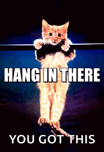 Hanginthere Kitten GIF