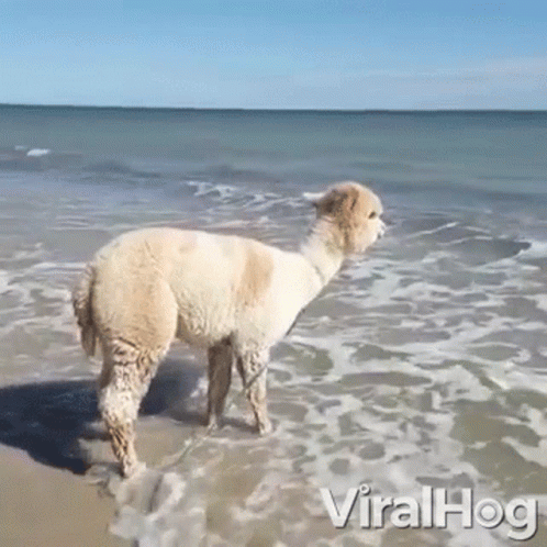Happy Alpaca Alpaca GIF. This 498 x 498 animated GIF is part of our lama collection. Related themes include jumping. Created by ViralHog. View the original…