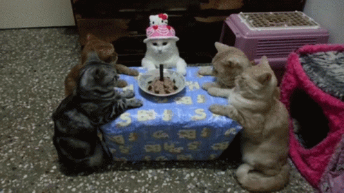Happy Bday Pussycat GIF. This 498 x 280 animated GIF is part of our geburtstag katzen collection. Created by farvision. View the original animation, share…