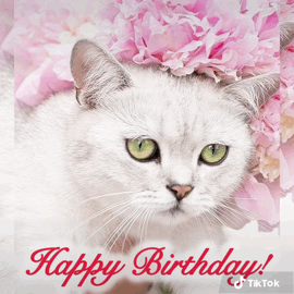Happy Birthda Cat White Cat GIF
