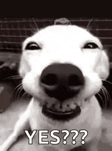 Happy Birthday Ashleigh GIF