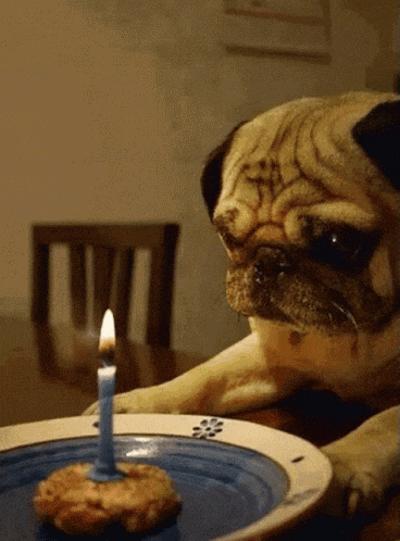 Happy Birthday GIF