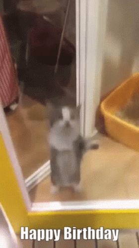 Happy Birthday Cat GIF