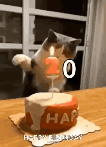 Happy Birthday Cat GIF