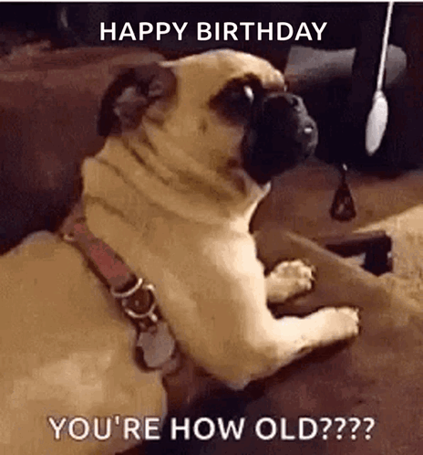 Happy Birthday Dog GIF