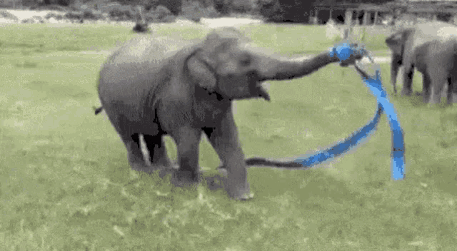 Happy Birthday GIF