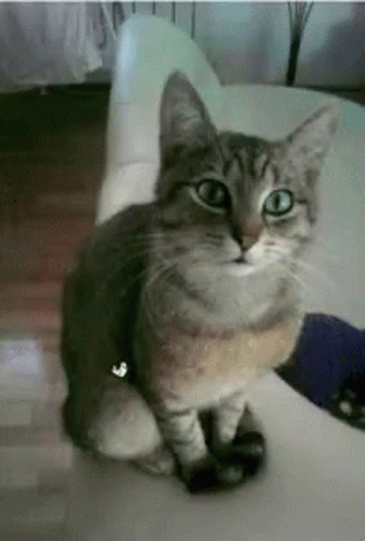 Happy Birthday GIF
