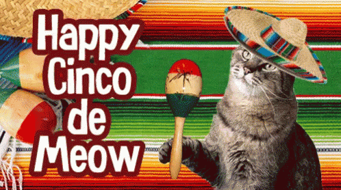 Happy Cinco De Meow GIF