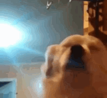 Happy Dog Dance Dancing Dog GIF