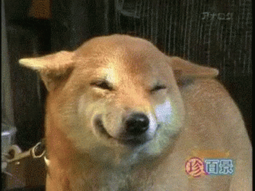 Happy Dog GIF. This 498 x 373 animated GIF is part of our shiba inu smile collection. Related themes include happy, smile. Created by wolfeworld. View the…