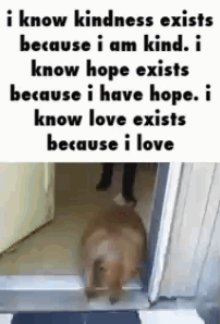 Happy Dog GIF