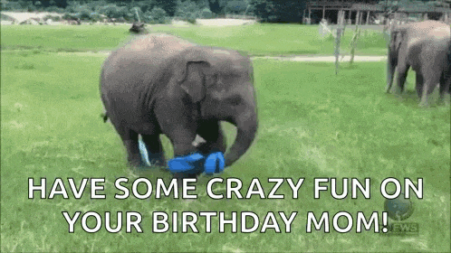 Happy Elephant GIF