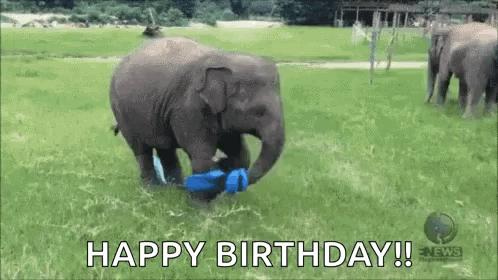 Happy Elephant GIF