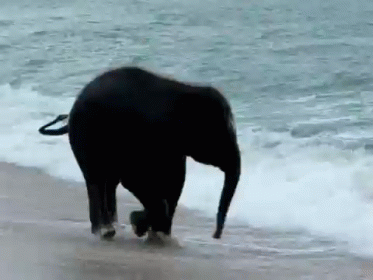 Happy Elephant Swiming GIF