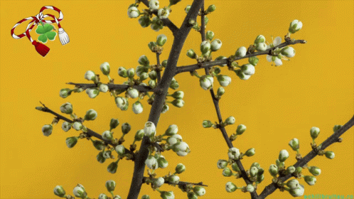 Happy First Day Of Spring Happy Spring GIF. This 498 x 280 animated GIF is part of our martisor collection. Related themes include spring. Created by…