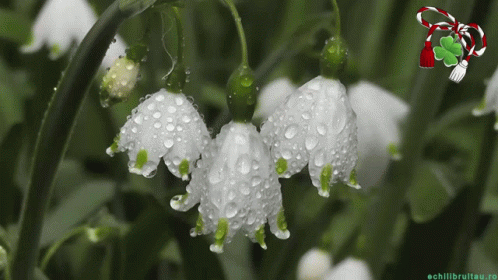 Happy First Day Of Spring Happy Spring GIF. This 498 x 280 animated GIF is part of our martisor collection. Related themes include spring. Created by…