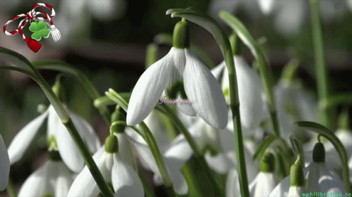 Happy First Day Of Spring Happy Spring GIF. This 498 x 280 animated GIF is part of our martisor collection. Related themes include spring. Created by…