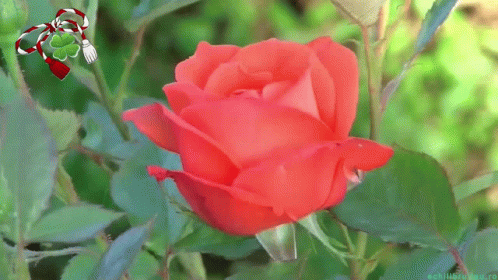 Happy First Day Of Spring Happy Spring GIF. This 498 x 280 animated GIF is part of our martisor collection. Related themes include spring. Created by…