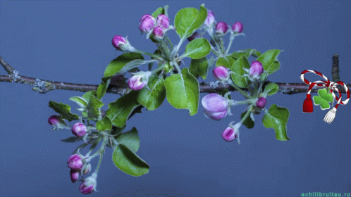 Happy First Day Of Spring Happy Spring GIF. This 498 x 280 animated GIF is part of our martisor collection. Related themes include spring. Created by…