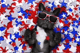 Happy Fourth Of July Independence Day 2025 Meme