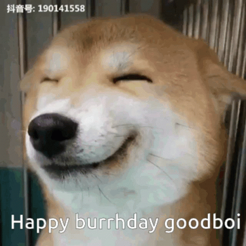 Happy Goodboi GIF. This 498 x 498 animated GIF is part of our shiba inu smile collection. Related themes include happy. Created by aman2o04. View the…