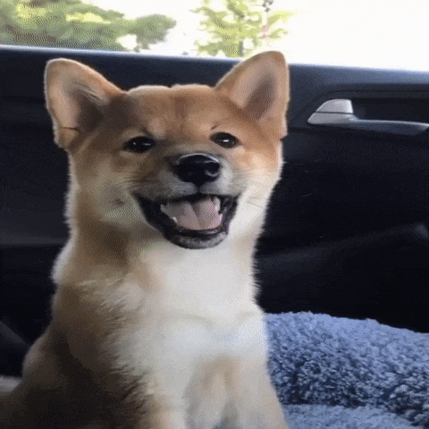 Happy Happy Doggo GIF. This 480 x 480 animated GIF is part of our shiba inu smile collection. Related themes include excited, happy, smile. Created by…