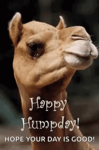 Happy Humpday Camel GIF. This 329 x 498 animated GIF is part of our honey youve got a big storm coming collection. Created by Mariavk. View the original…