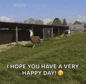 Happy Llamas GIF. This 300 x 294 animated GIF is part of our lama collection. Related themes include happy. Created by jessicabee. View the original…