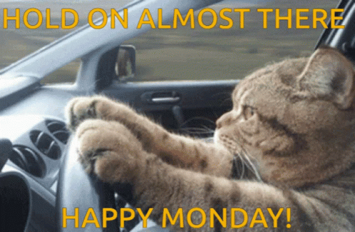 Happy Monday GIF. This 498 x 325 animated GIF is part of our lustige montags collection. Related themes include cat, funny, happy. Created by joinforcookie…
