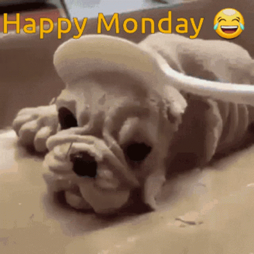 Happy Monday Shocked GIF