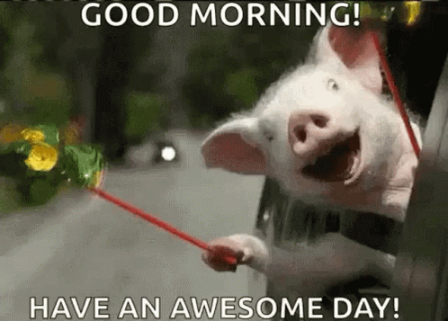 Happy Pig GIF