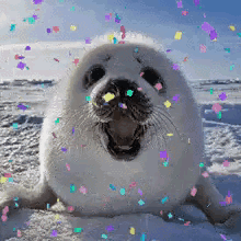 Happy Seal GIF