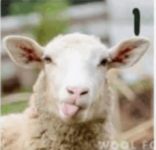 Happy Sheep GIF. This 498 x 479 animated GIF is part of our counting sheep collection. Related themes include happy. Created by higher1981. View the…