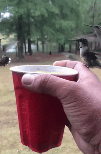 Happy Summer Birds GIF