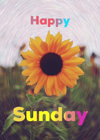 Happy Sunday GIF