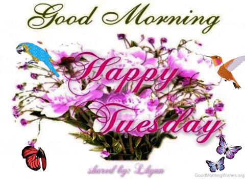 Happy Tuesday GIF